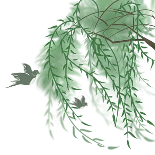 绿色风吹起的柳树枝条