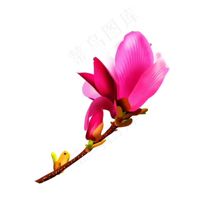 免扣卡通玉兰花紫色,免抠元素(2000X2000(DPI:300))psd模版下载