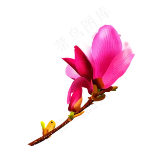 免扣卡通玉兰花紫色,免抠元素
