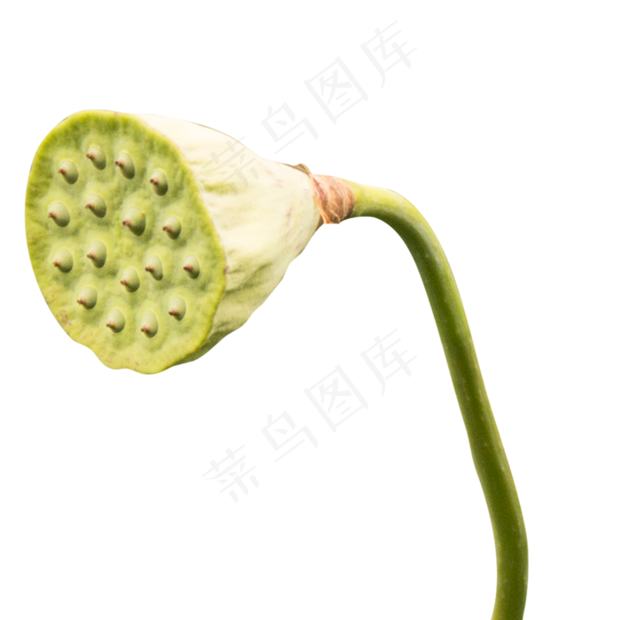 新鲜莲蓬