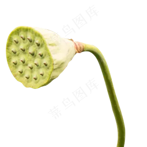 新鲜莲蓬