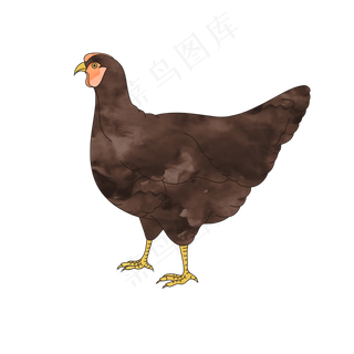 水彩风格母鸡PNG
