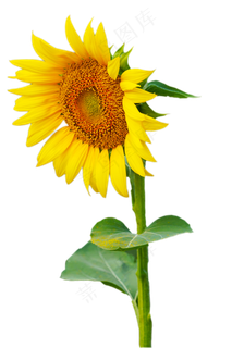 向日葵植物,免抠元素