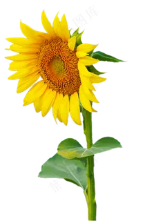 向日葵植物,免抠元素