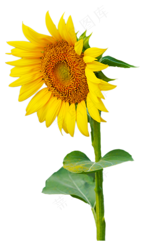 向日葵植物,免抠元素