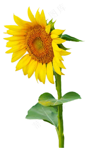 向日葵植物,免抠元素