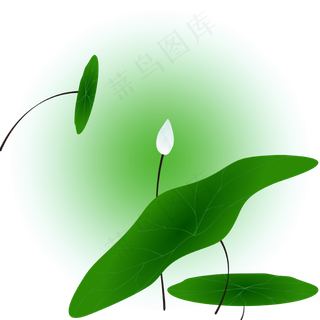 夏日荷花清新精美