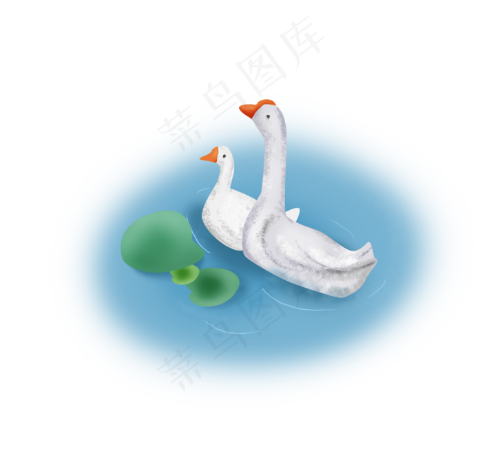 夏至池塘里的两只鹅