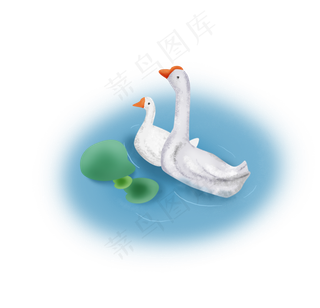 夏至池塘里的两只鹅