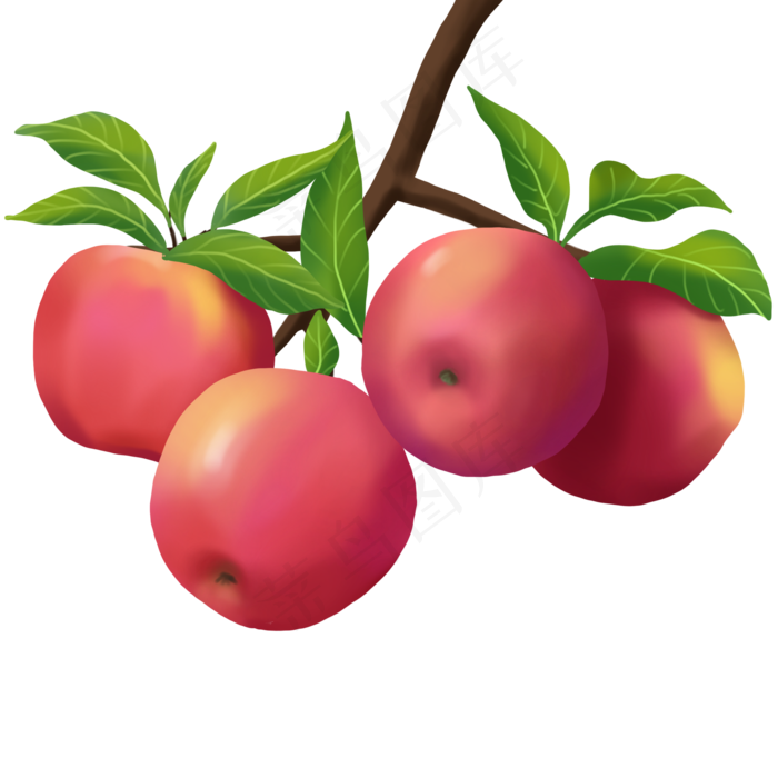 食物类树上苹果果实手绘