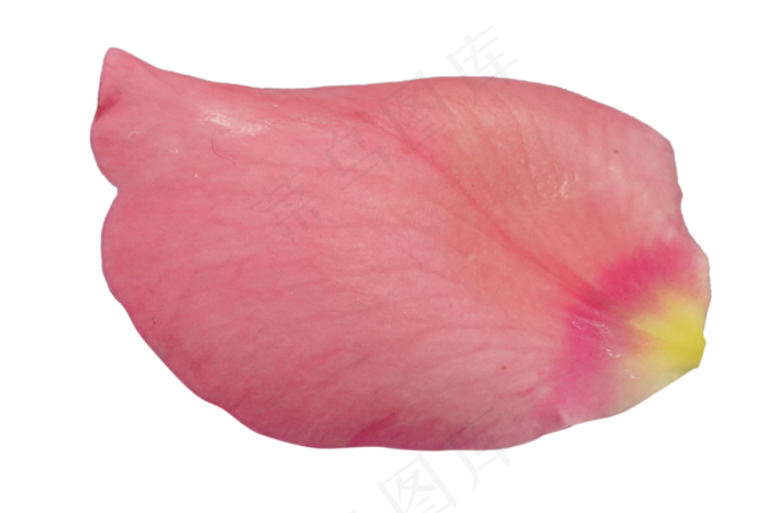 鲜花玫瑰花瓣(2000X3000(DPI:300))psd模版下载