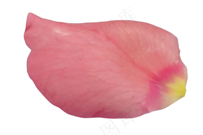 鲜花玫瑰花瓣(2000X3000(DPI:300))psd模版下载