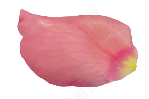 鲜花玫瑰花瓣 鲜花玫瑰花瓣