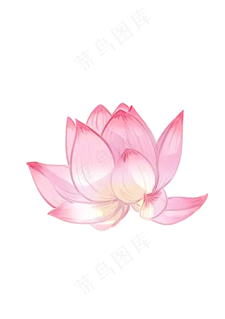 手绘夏日荷花PNG下载