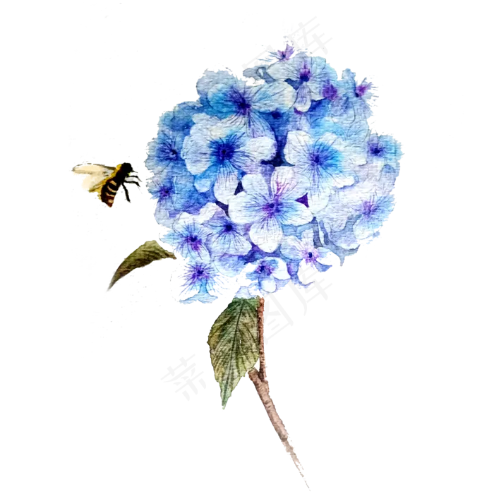 蓝色绣球花唯美水彩(3000X3000(DPI:300))psd模版下载