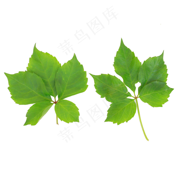 两片爬山虎叶子