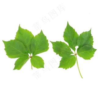 两片爬山虎叶子