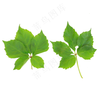 两片爬山虎叶子