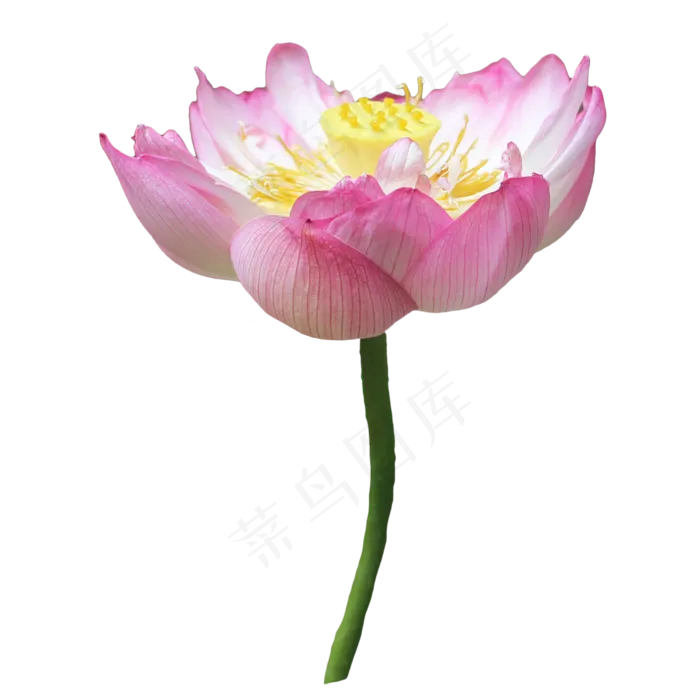 粉色唯美荷花(3616X3520(DPI:300))