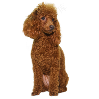 泰迪动物小狗,免抠元素