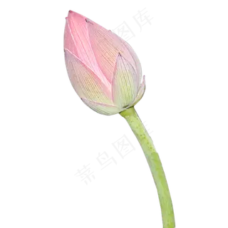 荷花花蕾 荷花花蕾