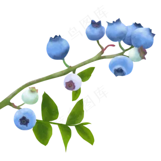 夏天水果蓝莓装饰