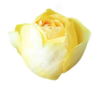 淡黄色玫瑰