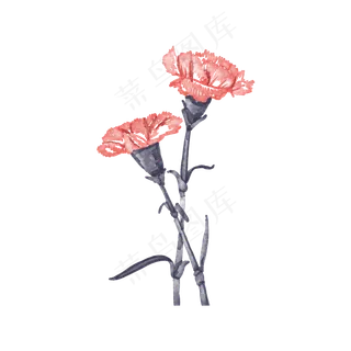 花花朵花色花瓣康乃馨母亲我爱你