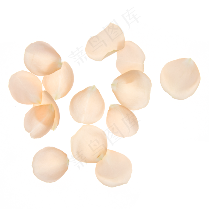 浅色花瓣(2000*2000px 300 dpi )