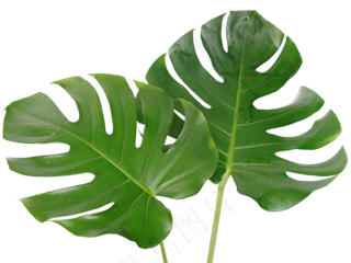 树叶叶片龟背竹,免抠元素