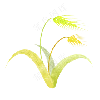 黄色农作物青稞