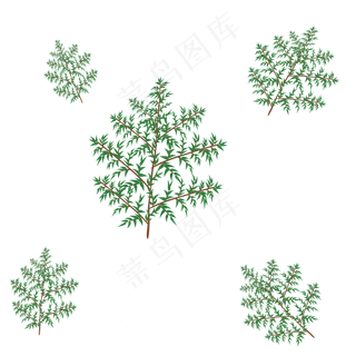 松针绿色植物叶子