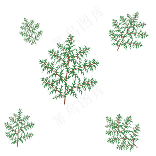 松针绿色植物叶子