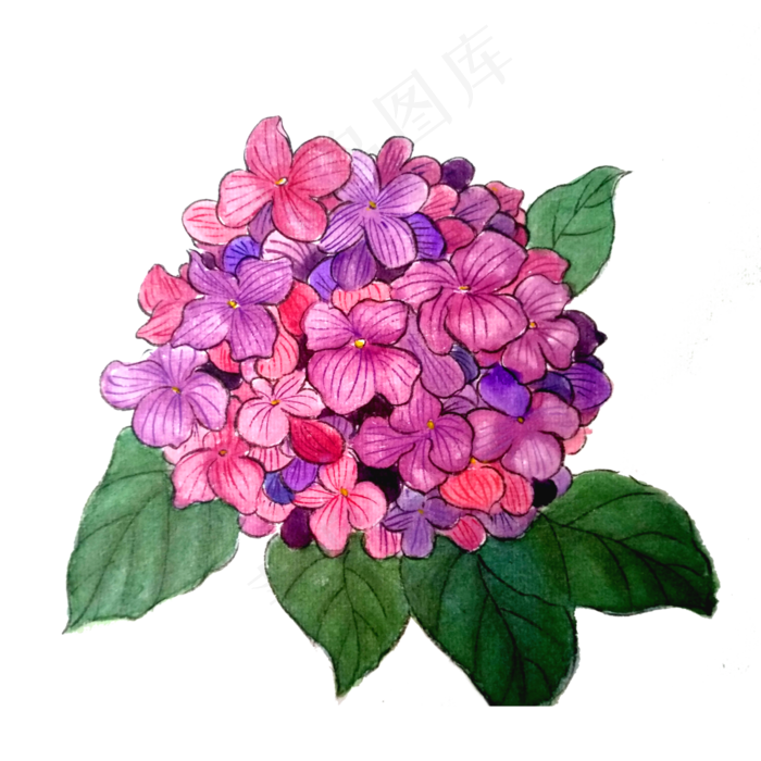 *花绣球花花团紫色植物水墨国(3000X3000(DPI:300))psd模版下载