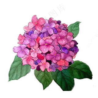 *花绣球花花团紫色植物水墨国