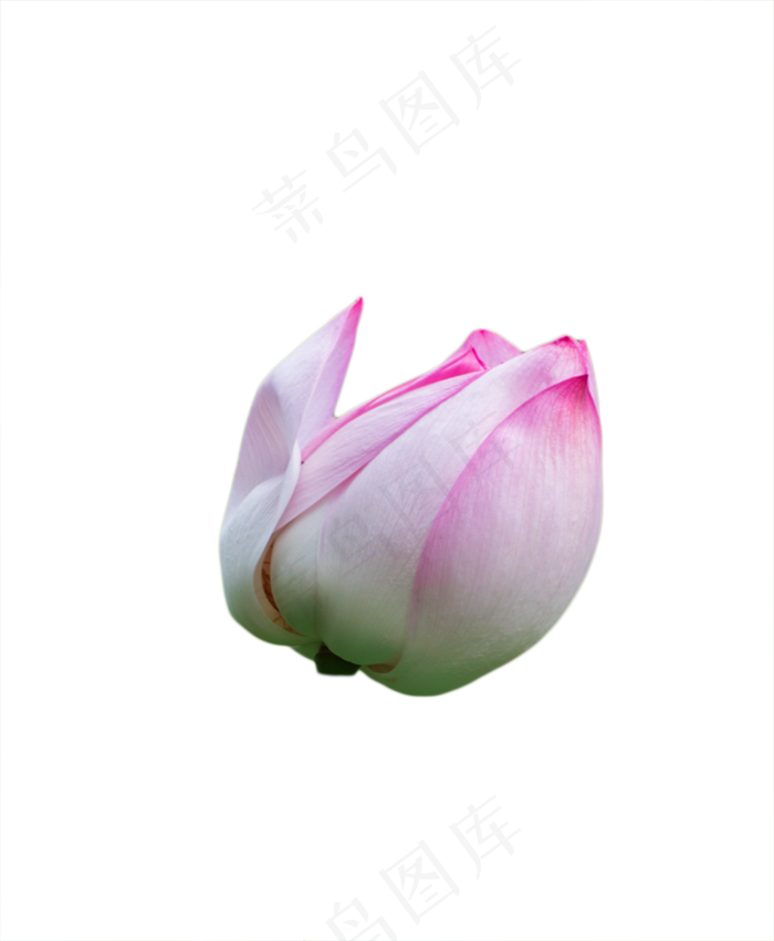 粉色荷花(957X1164(DPI:300))psd模版下载