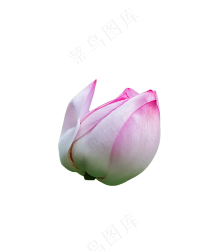 粉色荷花(957X1164(DPI:300))psd模版下载
