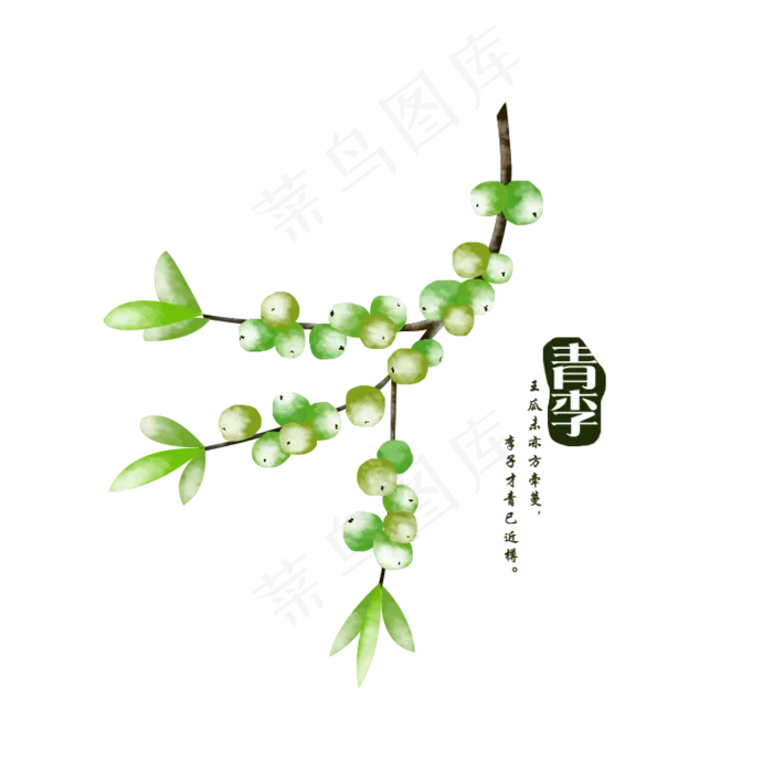 水彩绿色李子手绘装饰(800X800(DPI:300))psd模版下载