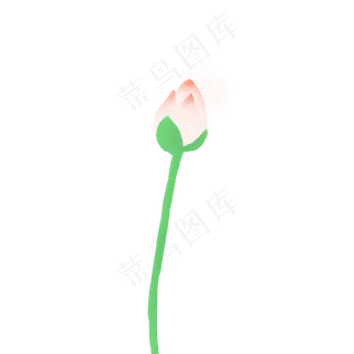 含苞未放的荷花