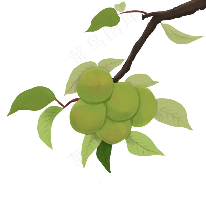 芒种青梅树枝(2000X2000(DPI:300))psd模版下载