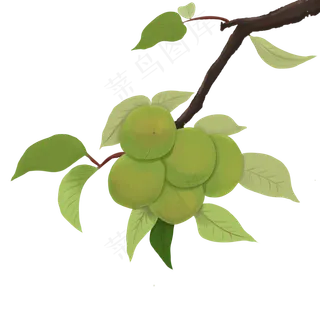 芒种青梅树枝