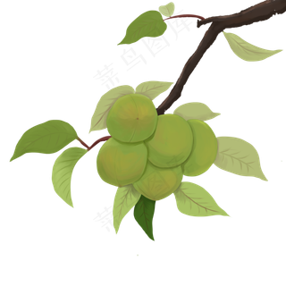 芒种青梅树枝
