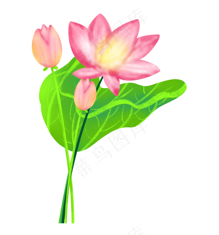 水彩荷花装饰插画