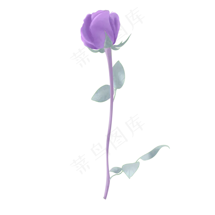 手绘水彩节日用花紫玫瑰,免抠元素