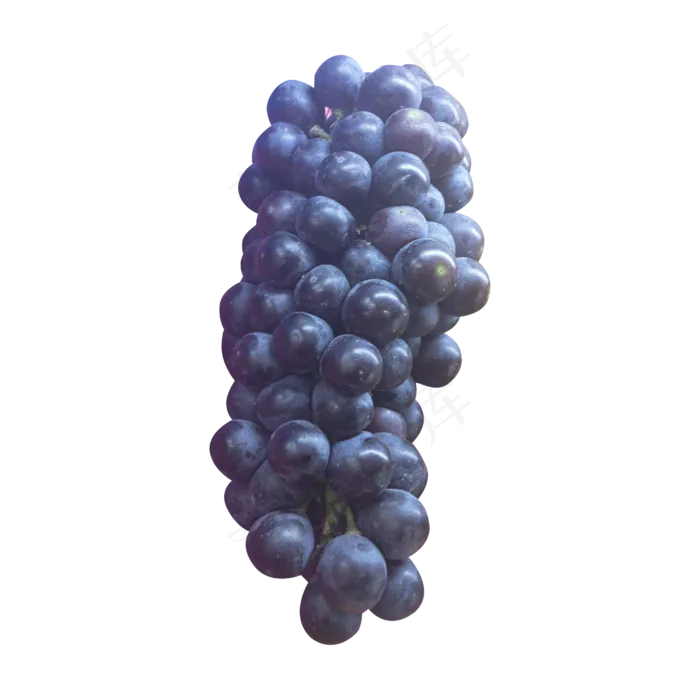 黑色提子葡萄(2500*2500px 300 dpi )