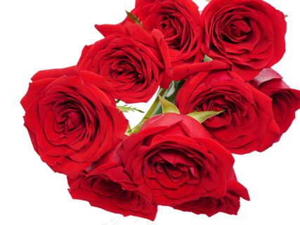 浪漫鲜花红玫瑰