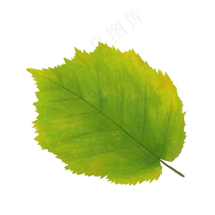 手绘大自然绿色植物树叶(2480X2480(DPI:300))psd模版下载