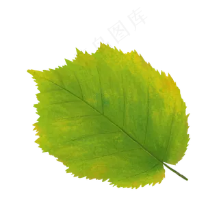 手绘大自然绿色植物树叶