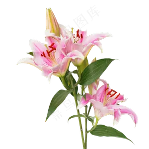 粉红色百合花朵,免抠元素