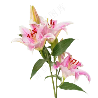 粉红色百合花朵,免抠元素